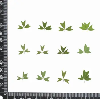 120 adet Preslenmiş Kurutulmuş Crneate Lespedeza Çiçek Bitkiler Herbaryum Reçine Takı Yapımı İçin Kartpostal Çerçevesi telefon kılıfı Zanaat DIY