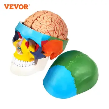 VEVOR 1: 1 Ayrılabilir 8 Parça İnsan Kafatası Modeli Anatomi Renkli Tıbbi PVC Malzeme Öğretim Araştırma Hasta Açıklayan